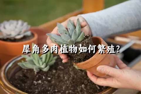 犀角多肉植物如何繁殖？