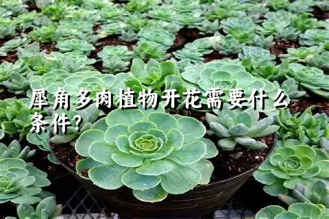 犀角多肉植物开花需要什么条件？