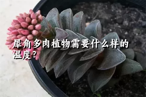 犀角多肉植物需要什么样的温度？