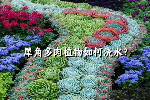 犀角多肉植物如何浇水？