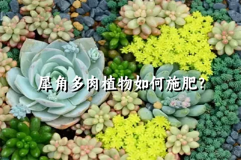 犀角多肉植物如何施肥？