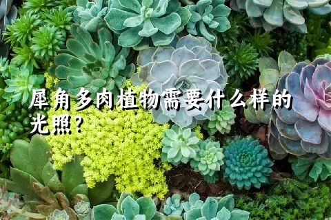 犀角多肉植物需要什么样的光照？