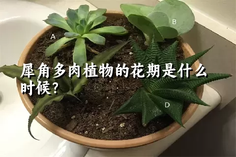 犀角多肉植物的花期是什么时候？