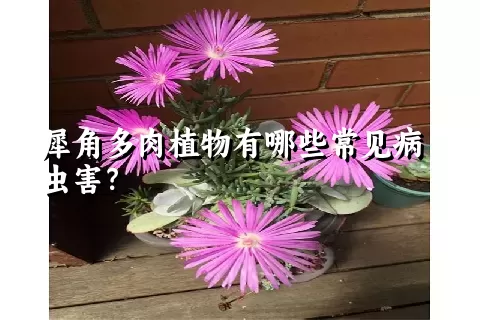 犀角多肉植物有哪些常见病虫害？