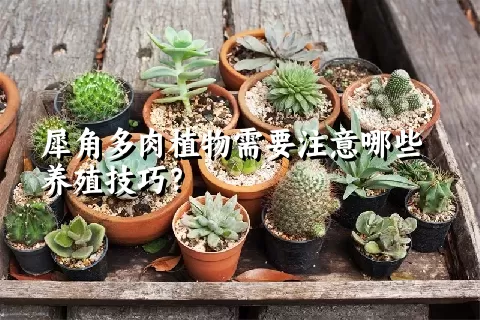 犀角多肉植物需要注意哪些养殖技巧？