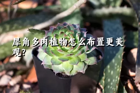 犀角多肉植物怎么布置更美观？