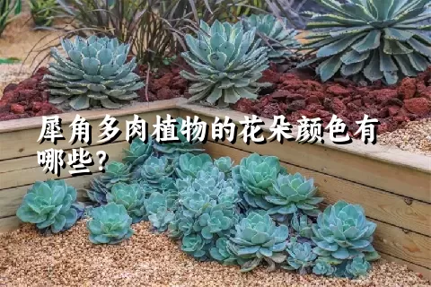 犀角多肉植物的花朵颜色有哪些？