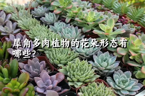 犀角多肉植物的花朵形态有哪些？