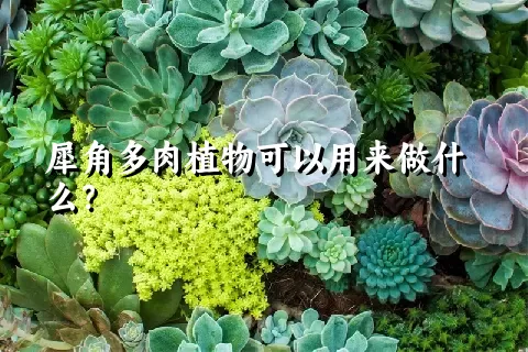 犀角多肉植物可以用来做什么？