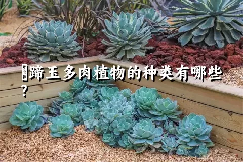 擬蹄玉多肉植物的种类有哪些?