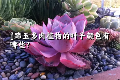 擬蹄玉多肉植物的叶子颜色有哪些?