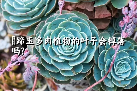 擬蹄玉多肉植物的叶子会掉落吗?