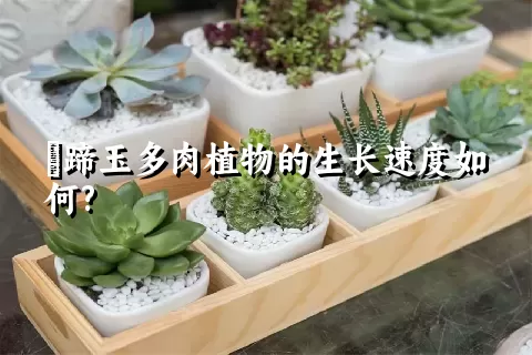 擬蹄玉多肉植物的生长速度如何?