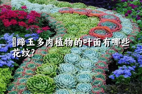 擬蹄玉多肉植物的叶面有哪些花纹?