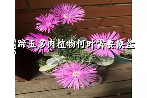 擬蹄玉多肉植物何时需要换盆?