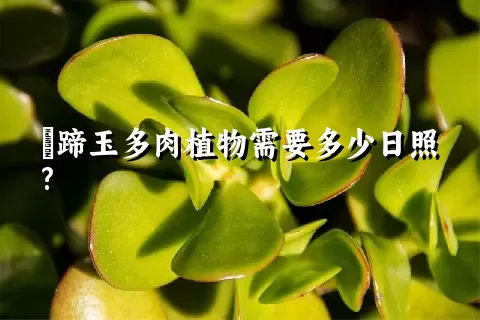 擬蹄玉多肉植物需要多少日照?