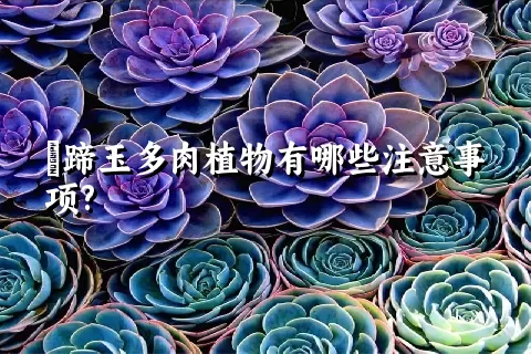 擬蹄玉多肉植物有哪些注意事项?