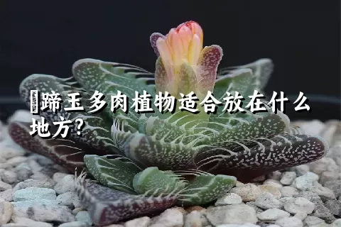 擬蹄玉多肉植物适合放在什么地方?