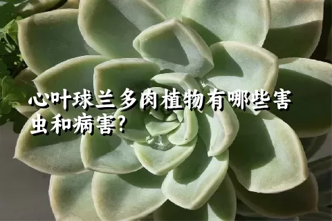 心叶球兰多肉植物有哪些害虫和病害?