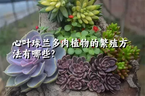 心叶球兰多肉植物的繁殖方法有哪些?