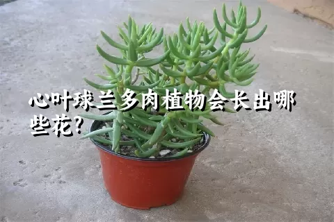 心叶球兰多肉植物会长出哪些花?