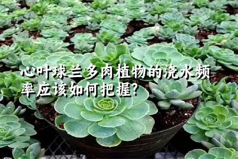 心叶球兰多肉植物的浇水频率应该如何把握?