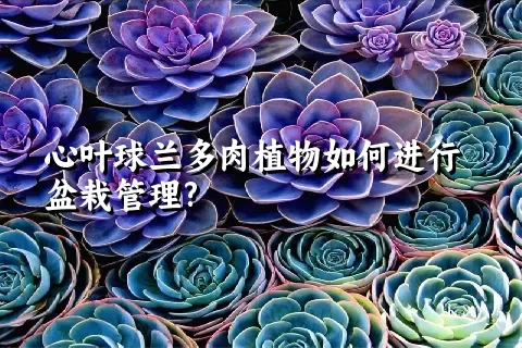 心叶球兰多肉植物如何进行盆栽管理?