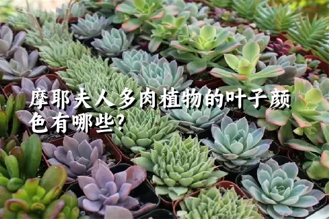 摩耶夫人多肉植物的叶子颜色有哪些?