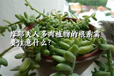 摩耶夫人多肉植物的根系需要注意什么?