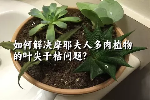 如何解决摩耶夫人多肉植物的叶尖干枯问题?