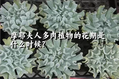 摩耶夫人多肉植物的花期是什么时候?