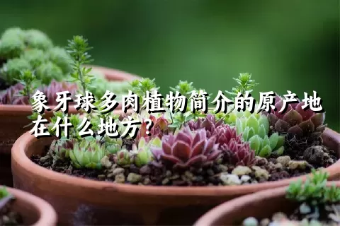 象牙球多肉植物简介的原产地在什么地方？