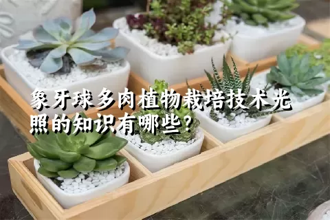 象牙球多肉植物栽培技术光照的知识有哪些？ 