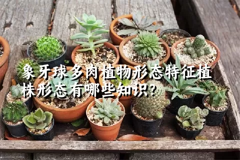 象牙球多肉植物形态特征植株形态有哪些知识？