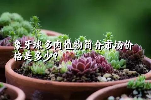 象牙球多肉植物简介市场价格是多少？