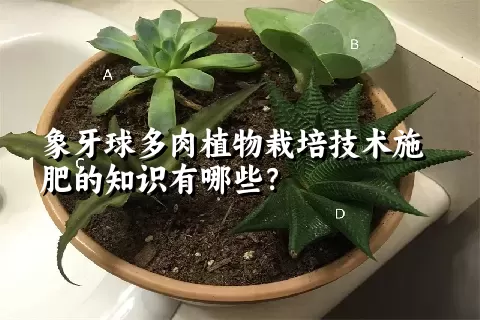 象牙球多肉植物栽培技术施肥的知识有哪些？ 