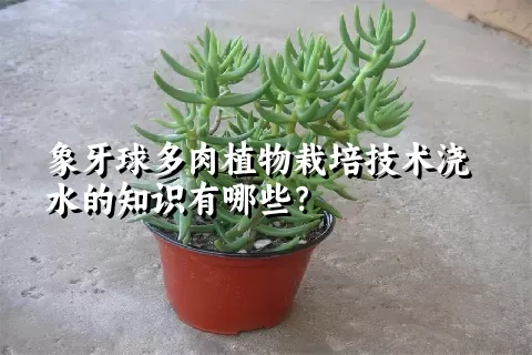 象牙球多肉植物栽培技术浇水的知识有哪些？