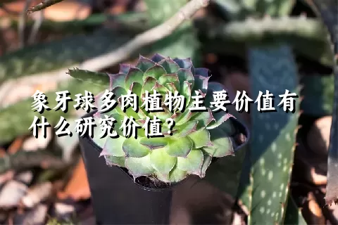 象牙球多肉植物主要价值有什么研究价值？