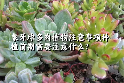 象牙球多肉植物注意事项种植前期需要注意什么？ 