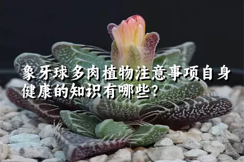 象牙球多肉植物注意事项自身健康的知识有哪些？