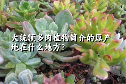 大统领多肉植物简介的原产地在什么地方？