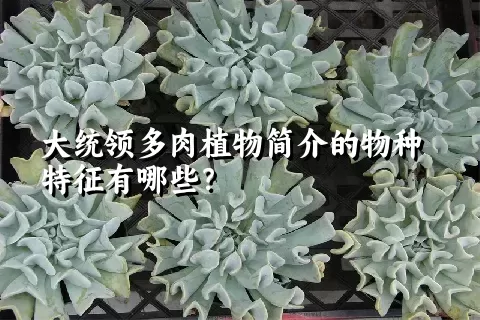 大统领多肉植物简介的物种特征有哪些？