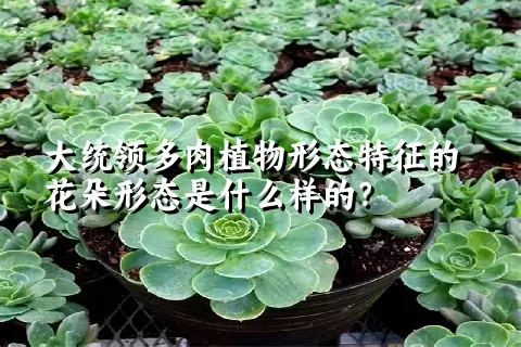 大统领多肉植物形态特征的花朵形态是什么样的？