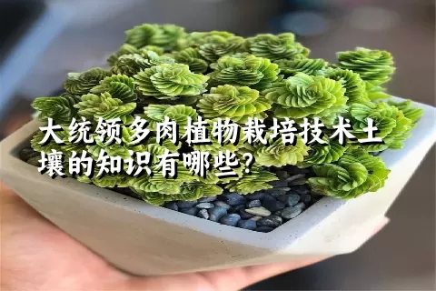 大统领多肉植物栽培技术土壤的知识有哪些？