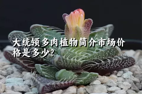 大统领多肉植物简介市场价格是多少？