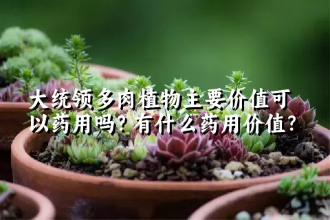 大统领多肉植物主要价值可以药用吗？有什么药用价值？