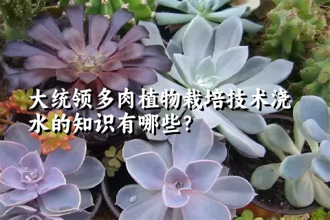 大统领多肉植物栽培技术浇水的知识有哪些？