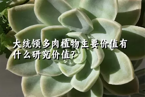 大统领多肉植物主要价值有什么研究价值？