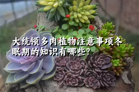 大统领多肉植物注意事项冬眠期的知识有哪些？