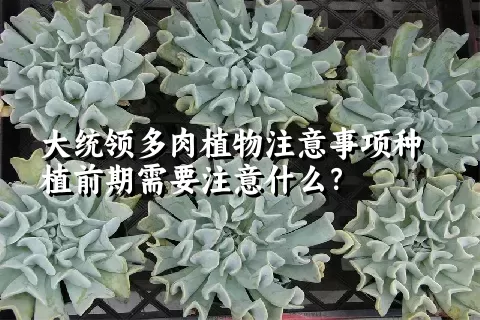 大统领多肉植物注意事项种植前期需要注意什么？ 